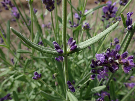 15 Lavandula angustifolia 2018-09-16 1046.JPG