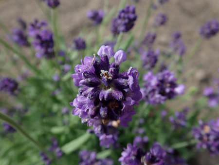 16 Lavandula angustifolia 2018-09-16 1044.JPG