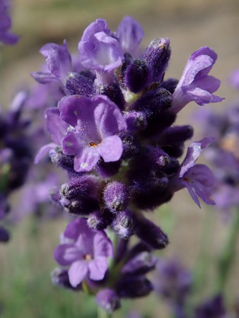 17 Lavandula angustifolia 2018-09-16 1052.JPG