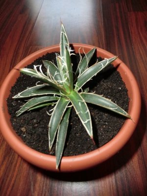 Agave filifera.JPG