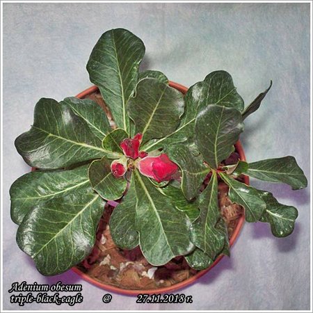 Adenium obesum triple-black-eagle 27.11.2018 013.jpg