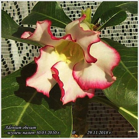 Adenium obesum - 29.11.2018 002.jpg