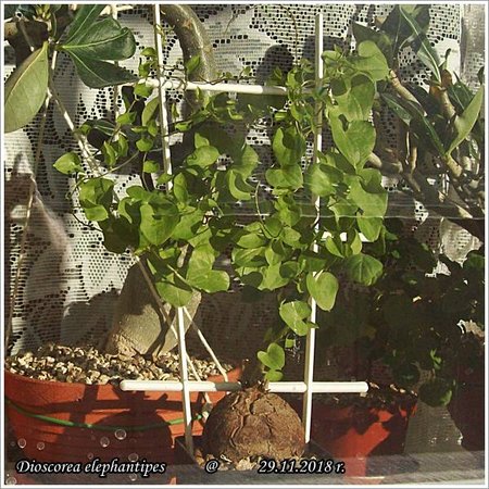 Dioscorea elephantipes - 29.11.2018 006.jpg