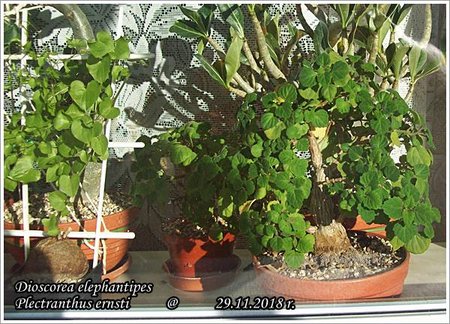 Dioscorea elephantipes i Plectranthus ernsti - 29.11.2018 008.jpg