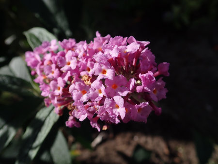 03 Buddleja davidii Fascination 2018-09-27 2247.JPG