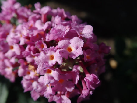 04 Buddleja davidii Fascination 2018-09-27 2249.JPG