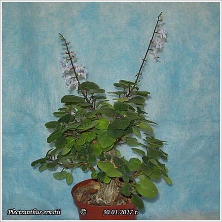 Plectranthus ernstii 30.01.2017 009.jpg