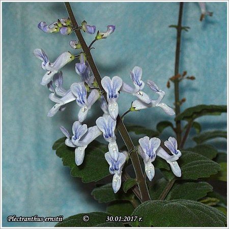 Plectranthus ernstii 30.01.2017 011.jpg