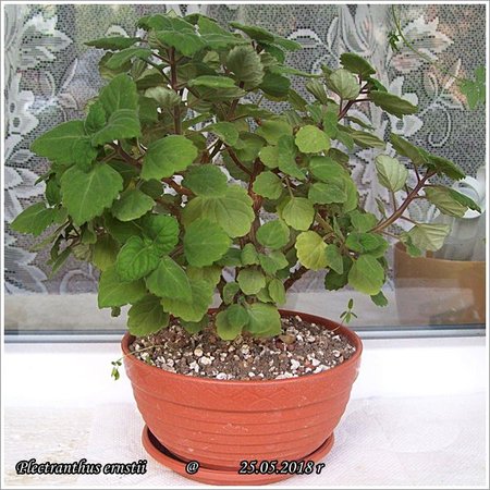 Plectranthus ernstii 25.05.2018 002.jpg