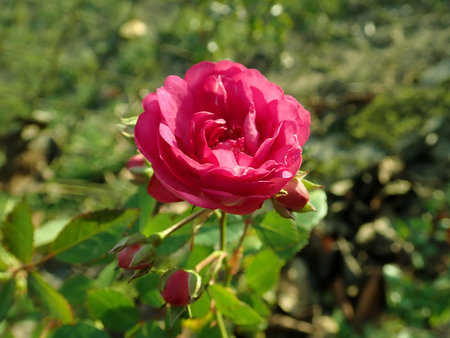 10 Rosa Super Dorothy 2018-11-29 5158.JPG