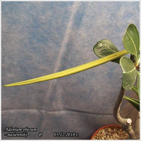 Adenium obesum nasienniki - 03.12.2018 003.jpg