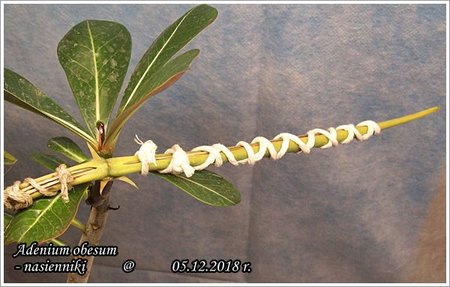 Adenium obesum nasienniki - 05.12.2018 003.jpg