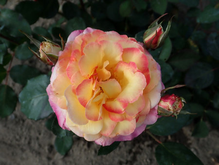 Rosa Gorgeous 2018-09-15 0802.JPG