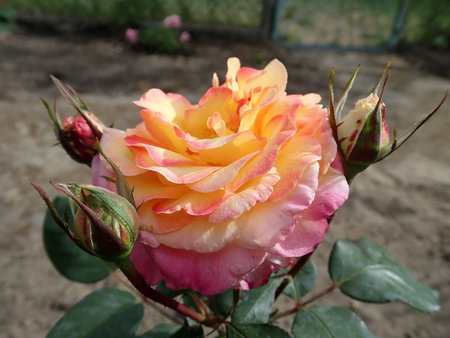 Rosa Gorgeous 2018-09-15 0825.JPG