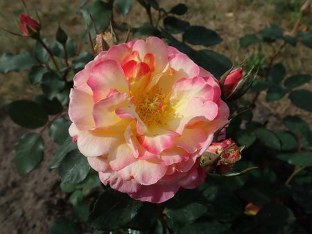 Rosa Gorgeous 2018-09-16 1055.JPG