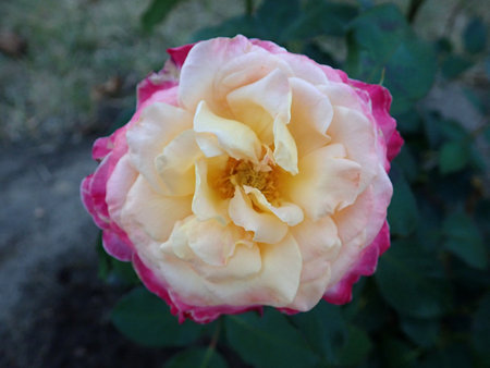 Rosa Gorgeous 2018-09-27 2182.JPG