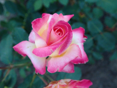 Rosa Gorgeous 2018-09-27 2190.JPG