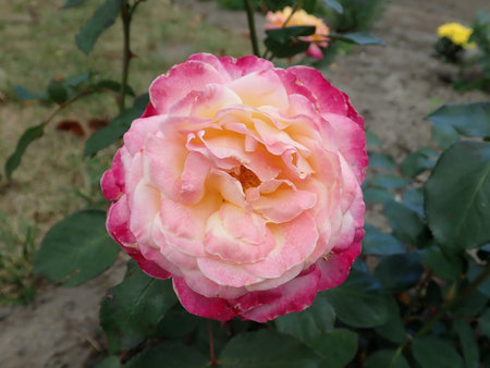 Rosa Gorgeous 2018-09-27 2281.JPG