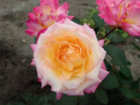 Rosa Gorgeous 2018-09-27 2288.JPG