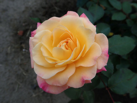 Rosa Gorgeous 2018-09-27 2292.JPG