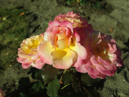 Rosa Gorgeous 2018-10-13 3190.JPG