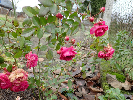 Rosa Super Dorothy 2018-12-08 5172.JPG