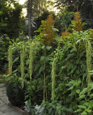 Amaranthus caudatus green.jpg