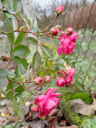 Rosa Super Dorothy 2018-12-08 5174.JPG