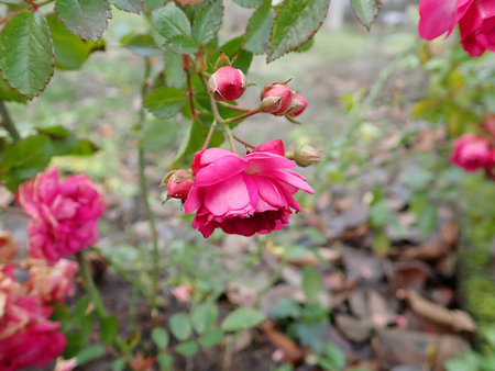 Rosa Super Dorothy 2018-12-08 5170.JPG