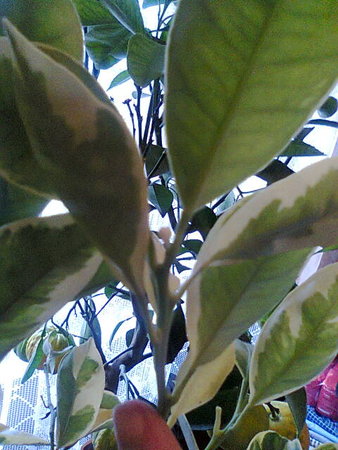 Kalamondyna variegata ma pąk kwiatowy.jpg