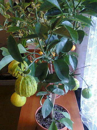 Citrus aurantium canaliculata=Pomarańcza gorzka=Pomarańcza kwaśna.jpg