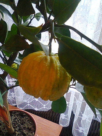 Owocek...Citrus aurantium canaliculata=Pomarańcza gorzka=Pomarańcza kwaśna.jpg