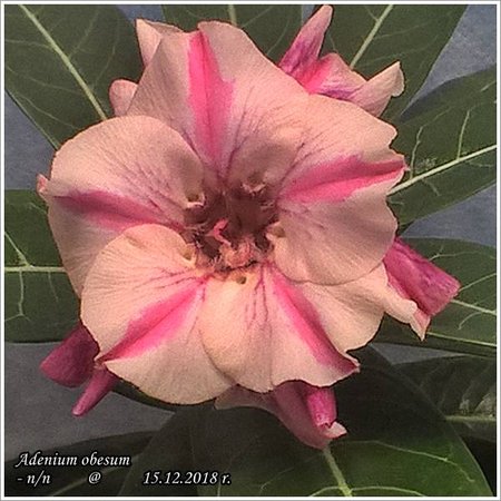 Adenium obesum (n-n)_15.12.2018_4.jpg