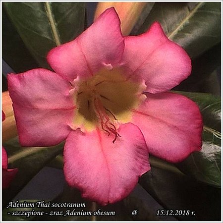 Adenium Thai socotranum - szczepione_15.12.2018_1.jpg