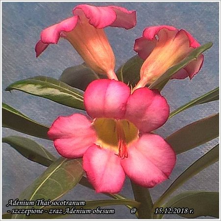 Adenium Thai socotranum - szczepione_15.12.2018_2.jpg