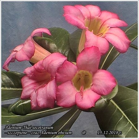 Adenium Thai socotranum - szczepione_15.12.2018_3.jpg