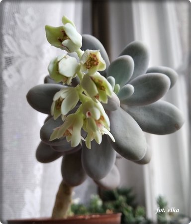 pachyphytum.jpg