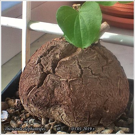 Dioscorea elephantipes_20190103_10_30_51.jpg