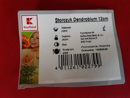 storczyk dendrobium2.jpg
