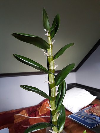 storczyk dendrobium3.jpg