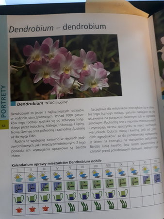 dendrobium.jpg