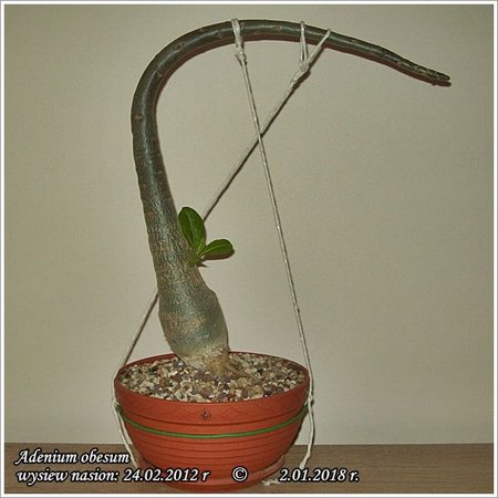 Adenium obesum 2.01.2018 001.jpg