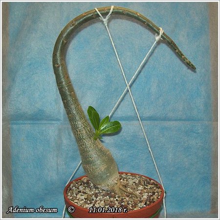 Adenium obesum 11.01.2018 002.jpg