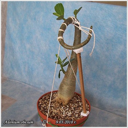 Adenium obesum 9.03.2018 006.jpg