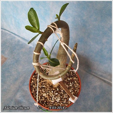 Adenium obesum 9.03.2018 007.jpg