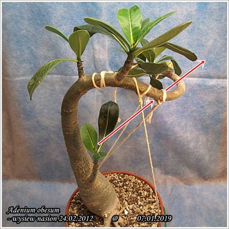 Adenium obesum 07.01.2019 018.jpg