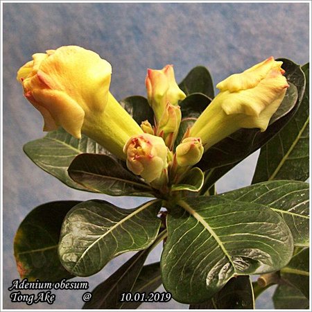 Adenium obesum Tong Ake 10.01.2019 011.jpg