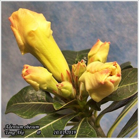 Adenium obesum Tong Ake 10.01.2019 012.jpg