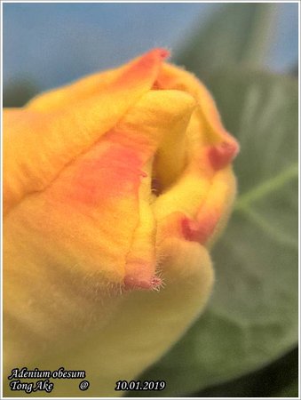 Adenium obesum Tong Ake WP_20190110_12_11_25_Rich.jpg