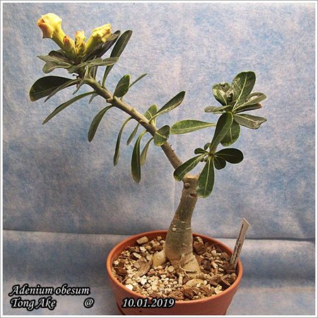 Adenium obesum Tong Ake 10.01.2019 013.jpg